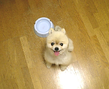 mini*
