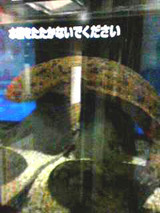 オオサンショウウオ