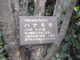 �ϥʥ�����