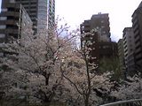 銀座1丁目の桜