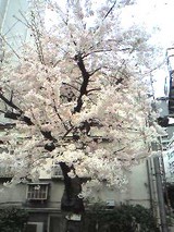 新金橋さくら20