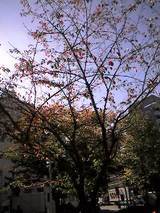 桜橋2