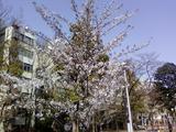 新富最後葉桜
