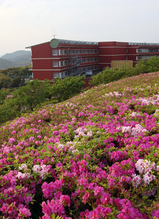 国際村