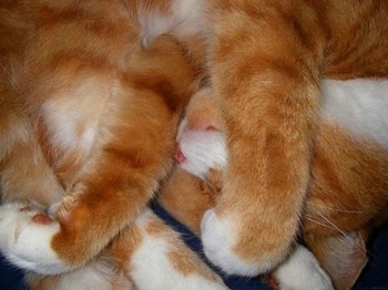 cat3
