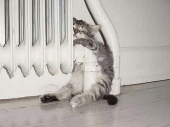cat2