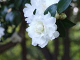 bDSCF2579