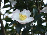bDSCF2433