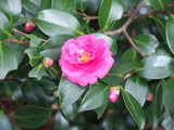 bDSCF2584