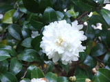 bDSCF2582