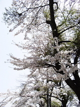 conv0019