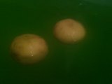 湯船とゆず