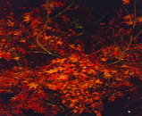 e8d1890c.jpg