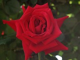 c3228600.jpg