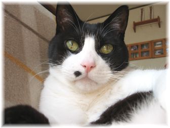 2007.4.1