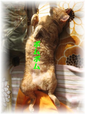 のび~♪ボムボム