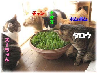 わんさわんさ♪