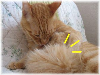 2007.5.18 チャンちゃん お腹ふっくら