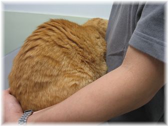 病院でのボムボム