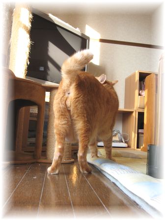 ボムボム 後ろ姿