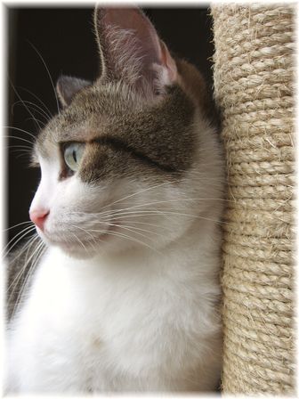 キャットタワー スーちゃん横顔