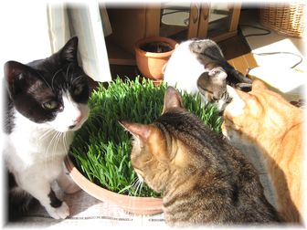 2007.3.1 猫草2