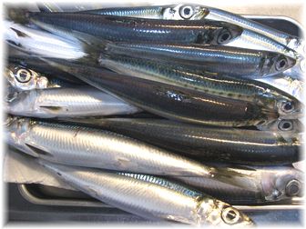 うるめ鰯