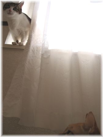 二猫の位置関係