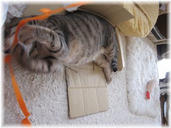 2007.4.26 タロウ