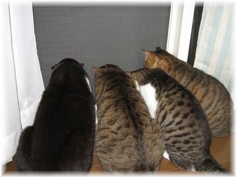 2007.7.8 カナブン?