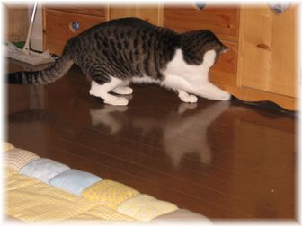 2007.6.14 スージーねずみを・・・