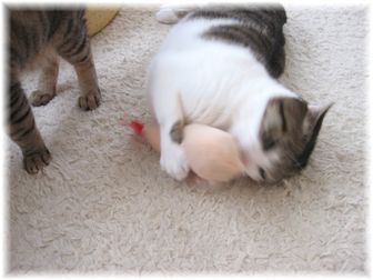 2007.3.9 エビフライ(スーちゃん)5