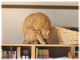 チャンちゃん 前屈?
