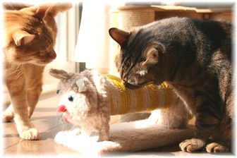 チャンちゃん登場にドリルは・・・?