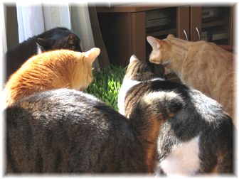 2007.3.1 猫草4