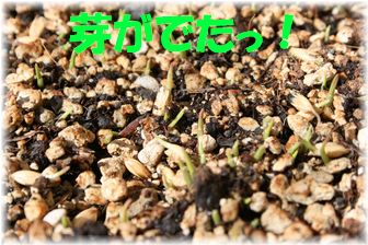 キャットグラス