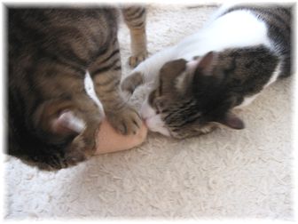 2007.3.9 エビフライ(スーちゃん)4