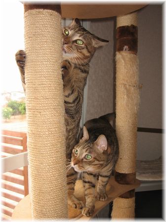 キャットタワー タロウ&ドリル