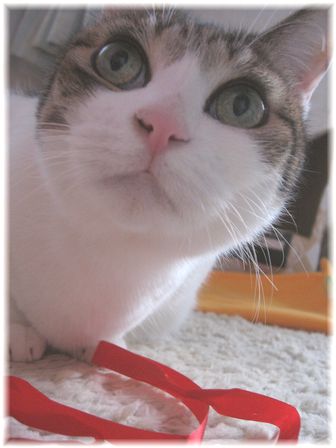 プレゼント 私はリボンが好き