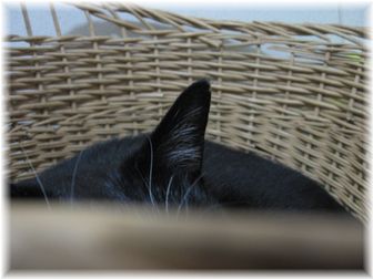 かごの中・・・?