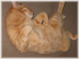 チャンちゃん おっぴろげ