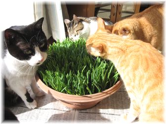 2007.3.1 猫草3