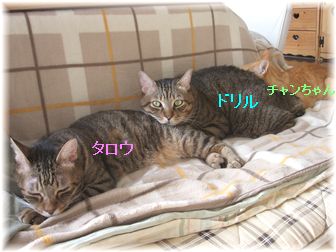 数珠繋ぎ?タロウ&ドリル&チャンちゃん