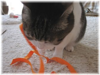 2007.4.26 スーちゃん