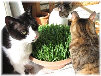 2007.3.1 猫草