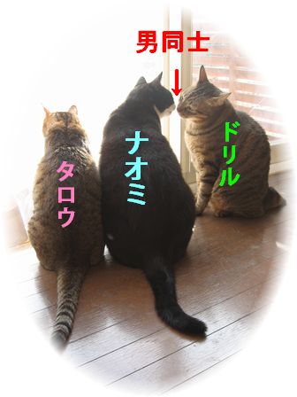 タロウ、ナオミ、ドリル