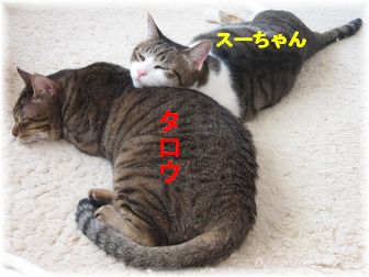 タロウに頭を乗せるスーちゃん