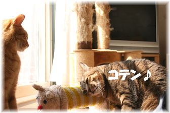 コテン♪