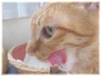 ペロリン♪チャンちゃん