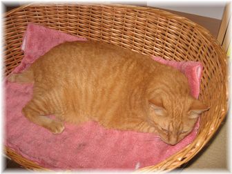 2007.8.6 ボムボム